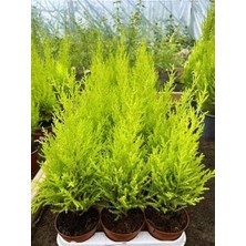 Die Grup Serada Decor & Plant Limon Çamı Fidanı, 20 Adet Tüplü, 15-30CM, Bahçe Bitkisi