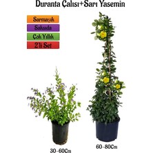 Die Grup Gardenbox Mor Duranta Çalısı + Sarı Yasemin Fidanı 2'li Peyzaj Seti, Çok Renkli