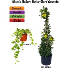 Die Grup Sarı Alacalı Duvar Sarmaşığı+Sarı Yasemin Çiçeği 2'li Bahçe Peyzaj Seti