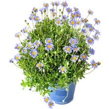 Die Grup Gardenbox Mavi Çalı Papatyası, 1 Adet Saksılı/tüplü, 20-45 Cm, Felicia Blue Daisy Bush