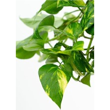 Die Grup Nura Botanik Pothos Salon Sarmaşığı, 1 Adet Saksılı, 20-40CM, Yeşil, Iç Mekan Bitkisi