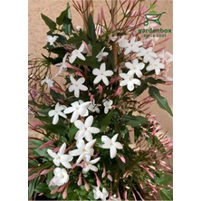 Die Grup Gardenbox Mis Kokulu Klasik Yasemin Çiçeği, 1 Adet Saksılı, 30-60 Cm, Jasminum