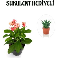 Die Grup Pembe Çiçekli Kaktüs Milli Dikenler Tacı Sevgililer Gününe Özel Sukulent Hediyeli, BTS001NA2803