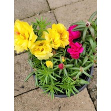 Die Grup Ipek Kedi Tırnağı Çiçeği 2 Adet Sarı-Fuşya Renkli 10-15CM (Portulaca Grandiflora)