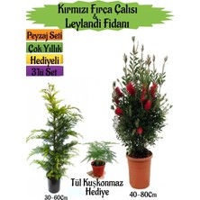 Die Grup Kırmızı Fırça Çalısı+Leylandi Çam Fidanı+Tül Kuşkonmaz Hediyeli Peyzaj Seti