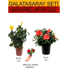 Die Grup Serada Decor & Plant 2'li Takım Seti Sarı-Kırmızı Japon Gülü, Hediyelik Kırmızı Gül Fidanı, 20-40 cm