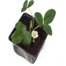 Die Grup Serada Decor & Plant Bol Verimli Çilek Fidesi, 5-10 Cm, 1 Adet Saksılı Fide