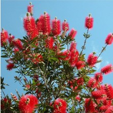 Die Grup Fırça Çalısı Fidanı Callistemon Leavis, 50-70 cm Saksıda