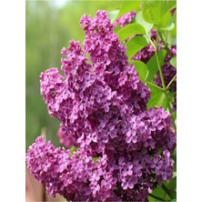Die Grup Gardenbox Hoş Kokulu Canlı Pembe Leylak Fidanı, 60-80 Cm, Saksılı