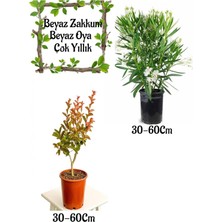Die Grup Nura Botanik Beyaz Zakkum Çiçeği + Beyaz Oya Ağacı Saksılı Bahçe Seti, 30-60 Cm, Çok Renkli