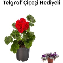 Die Grup Avantajlı Kırmızı Sardunya Fidanı Sevgililer Gününe Özel Telgraf