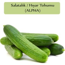 Die Grup Zencefil Organik Salatalık Tohumu Beith Alpha 1 Paket (10GR=300+ Adet) Hıyar Tohumu