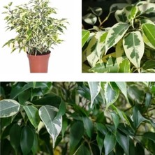 Die Grup Gardenbox Alacalı Benjamin Çiçeği, 50-60 Cm, Saksılı, Ficus Benjamina