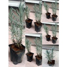 Die Grup Videolu Lavanta Fidanı 10 Adet Saksılı/tüplü 10-15 cm Bahçe Bitkisi (Lavander)