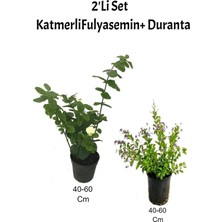Die Grup Serada Decor & Plant Yoğun Kokulu Katmerliful Yasemin + Duranta Çiçeği, 2'li Set, 40-60 Cm, Çok Renkli