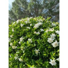Die Grup Serada Decor & Plant Gardenya Kokulu Sarıcı Bahçe Gardenyası, 30-40 Cm, Çok Renkli, 1 Adet Saksılı