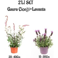 Die Grup Gardenbox Gaura Çiçeği (20-40CM) + Kokulu Mor Lavanta Fidanı (15-30CM) Dış Mekan Bitkisi, 2'li Set