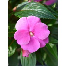 Die Grup Nura Botanik Pembe Cam Güzeli Fidanı, 10-30CM, Saksılı