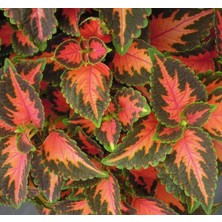Die Grup Megcito Yaprak Güzeli Tohumu (Geniş Yaprak) - Kırmızı Turuncu Renkli - 20 Tohum