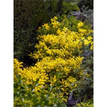 Die Grup Gardenbox Altuni Gold Taflan Bitkisi Fidanı, 30-60 Cm, Tüplü, Dış Mekan