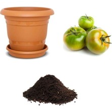 Die Grup Gardenbox Yayla Domatesi Tohumu 10 Adet Ekim Seti, Toprak ve Saksı Dahil