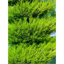 Die Grup Nura Botanik Limoni Servi Limon Selvi Fidanı, 10-15 Cm, 8 Adet Tüplü, Cupressus Macrocarpa, Çok Renkli