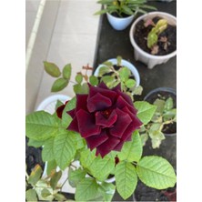 Die Grup Gardenbox Yediveren Bordo Kokulu Gül Fidanı, 2 Adet, Saklı/tüplü, 45-65 Cm, Burgundy Rose