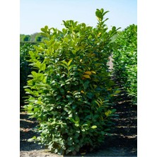 Die Grup Nura Botanik Şimşir Çalı 30-40 cm Saksılı Dış Mekan Bitkileri, Buxus Microphylla Faulkner