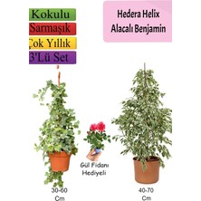 Die Grup Serada Decor & Plant Alacalı Beyaz Benjamin Bitkisi, Hedera Helix Sarmaşığı, Gül Fidanı, 3'lü Set, Çok Renkli