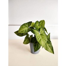 Die Grup Serada Decor & Plant Melek Kanadı Sarmaşığı, Saksılı, 20-30CM, Iç Mekan Salon Ofis Çiçeği