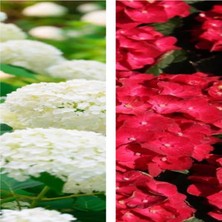Die Grup Gardenbox 2 Adet Kırmızı/beyaz Çiçekli Ortanca Fidan, 10-15 cm Tüplü, Çiçekli Bodur Hydrangea