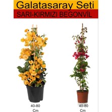 Die Grup Serada Decor & Plant Sarı Begonvil + Kırmızı Begonvil Takım Seti, Dış Mekan Bitkileri, 40-80 cm