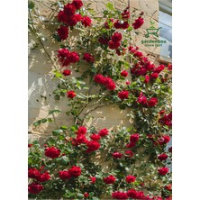 Die Grup Gardenbox Sarmaşık Çardak Kırmızı Gül Fidanı Tüplü 60-80 cm Dış Mekan Bitkisi