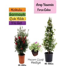 Die Grup Bitkim Sende Kokulu Arap Yasemini, Kırmızı Fırça Çalısı, Mezem Çiçeği Hediyeli 3'lü Bahçe Seti