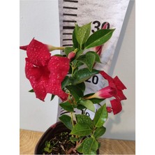 Die Grup Sandavillla Sarmaşığı (Brazilian Jasmine, Mandevilla Sanderi, Mexican Love Vine)