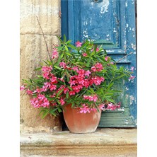 Die Grup Nura Botanik Pembe Zakkum Çiçeği Fidanı, 40-60 Cm, Saksılı Dış Mekan Bitkisi, Nerium Oleander
