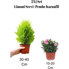 Die Grup Serada Decor & Plant 2'li Set Limoni Servi Fidanı + Karanfil Dış Mekan Bitkisi, Çok Renkli