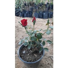 Die Grup Serada Decor & Plant Aşılı Gül, Canlı Kırmızı Renkli, 40-55 Cm, 1 Adet
