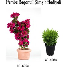 Die Grup Serada Decor & Plant Pembe Begonvil Çiçeği, 30-60 Cm, Çalı Şimşiri Hediyeli Bahçe Bitkisi