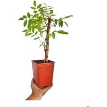 Die Grup Nura Botanik Mor Salkım Ağacı Fidanı, Kaktüs Hediyeli