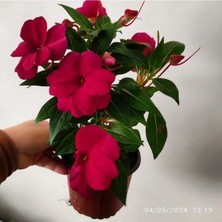 Die Grup Gardenbox Gine Çiçeği Cam Güzeli Çiçeği Mis Kokulu Çiçek, 35-45 Cm, Büyük Boy, Kırmızı