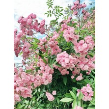Die Grup Gardenbox Pembe Sarmaşık Ponpon Gül Fidanı, 1 Adet, 35-60 Cm, Dış Mekan Bitkisi