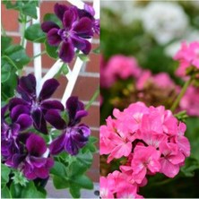 Die Grup Nura Botanik Sardunya Fidesi, 2 Adet Karışık Renk Mor Pembe Set, 15-30CM Saksılı Geranium