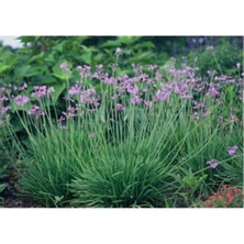 Die Grup Nura Botanik Sosyete Sarımsağı Çiçeği Fidanı, 30-50 Cm, Pembe
