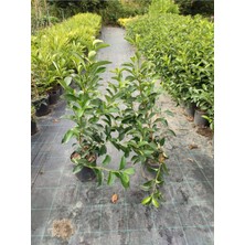 Die Grup Serada Decor & Plant Kartopu Viburnum Lucidum, 2 Adet, 60-80 Cm, Saksılı, Dış Mekan Bahçe Peyzaj Çit Bitkisi