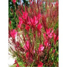 Die Grup Gardenbox Kırmızı Gaura Fidanı, 30-60 Cm, Saksılı, Çiçekli Bodur Bitkiler