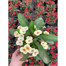 Die Grup Videolu Beyaz Milli Dikenler Tacı Hediyelik Kaktüs 1 Adet Saksılı 15 45 cm (Euphorbia)