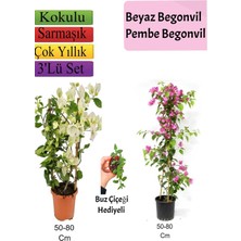 Die Grup Gardenbox Beyaz Pembe Begonvil Buz Çiçeği Hediyeli, 50-80 Cm, Çok Renkli