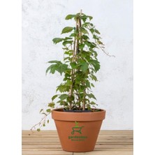 Die Grup Serada Decor & Plant Yaprak Dökmeyen Amerikan Sarmaşığı, 40-80CM, Saksılı