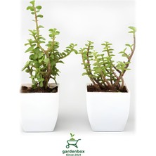 Die Grup Nura Botanik Yeşim Para Çiçeği, 2 Adet, Crassula, Dekoratif Canlı Bitki, 10-15 cm